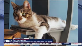 Pet of the Day from the Humane Society of Cobb County