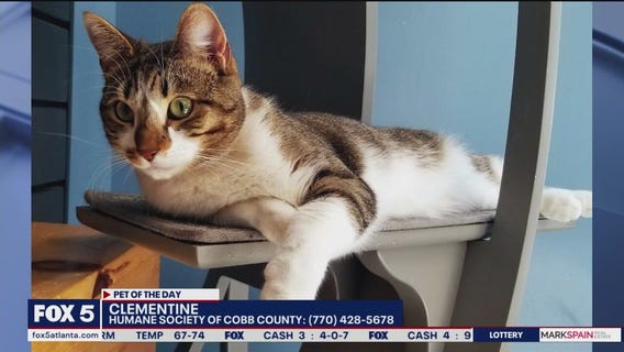 Pet of the Day from the Humane Society of Cobb County