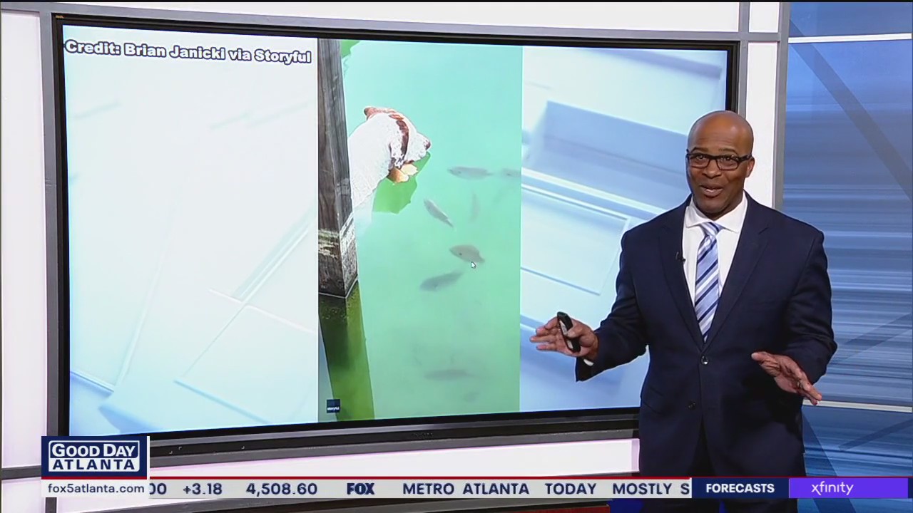 Dog uses hot dog buns to catch fish