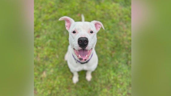 Pet of the Day from the Humane Society of NE Georgia