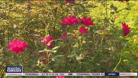 Pike Nurseries' summer rose care tips
