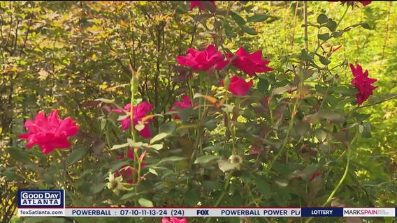 Pike Nurseries' summer rose care tips