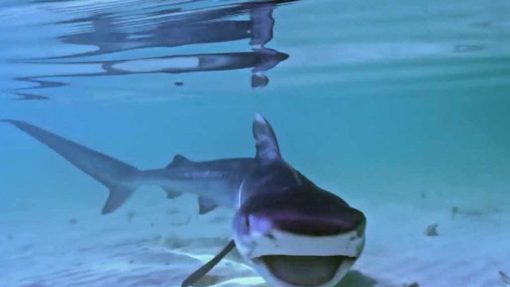 Celebrating 35 years of Shark Week