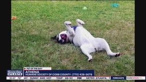 Pet of the Day from the Humane Society of Cobb County