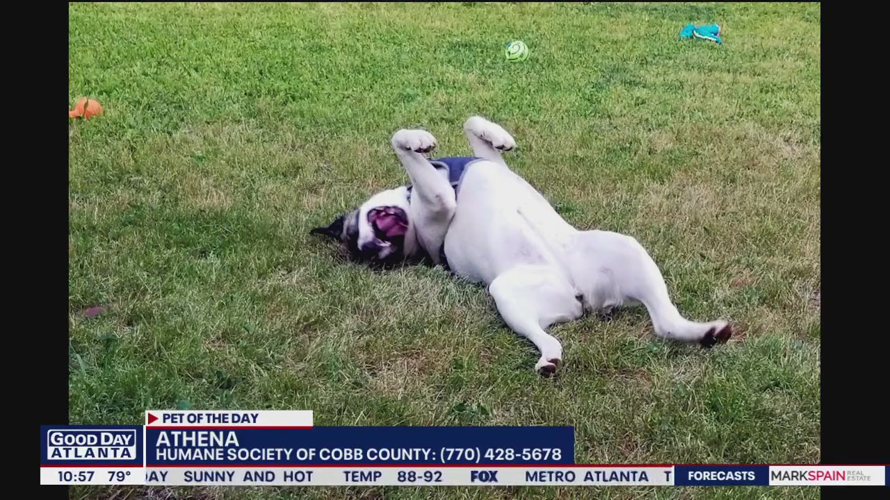 Pet of the Day from the Humane Society of Cobb County