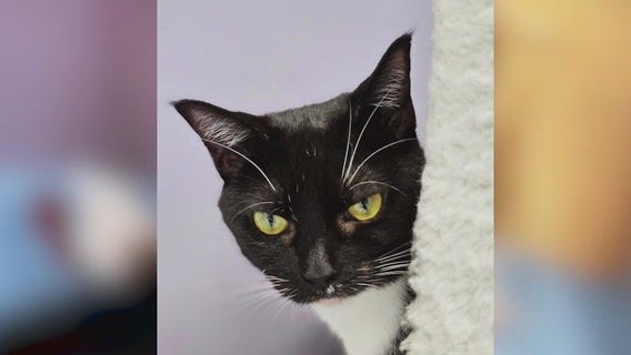 Meet Sabrina and Hail: Our Pets of the Day