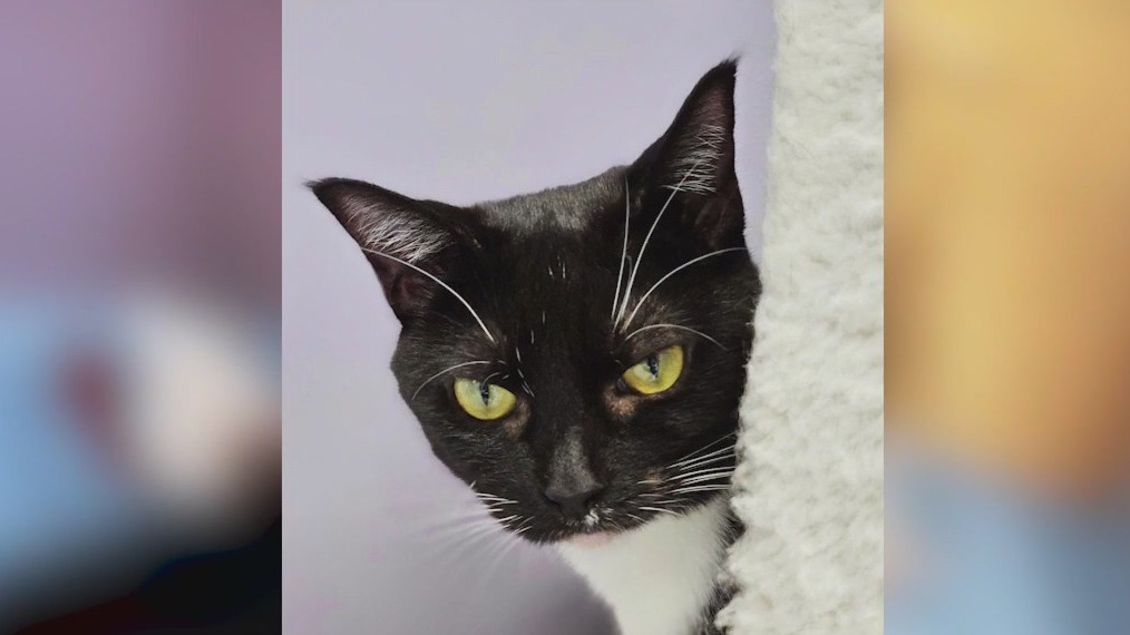 Meet Sabrina and Hail: Our Pets of the Day