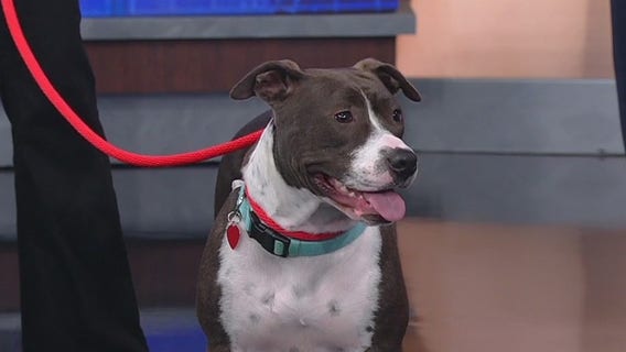 Meet Tulip: Our Pet of the Day