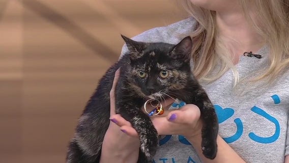 Meet Dumpling: Our Pet of the Day