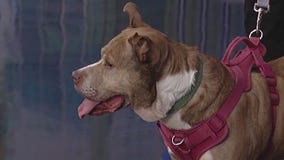 Meet Gianna: Our Pet of the Day