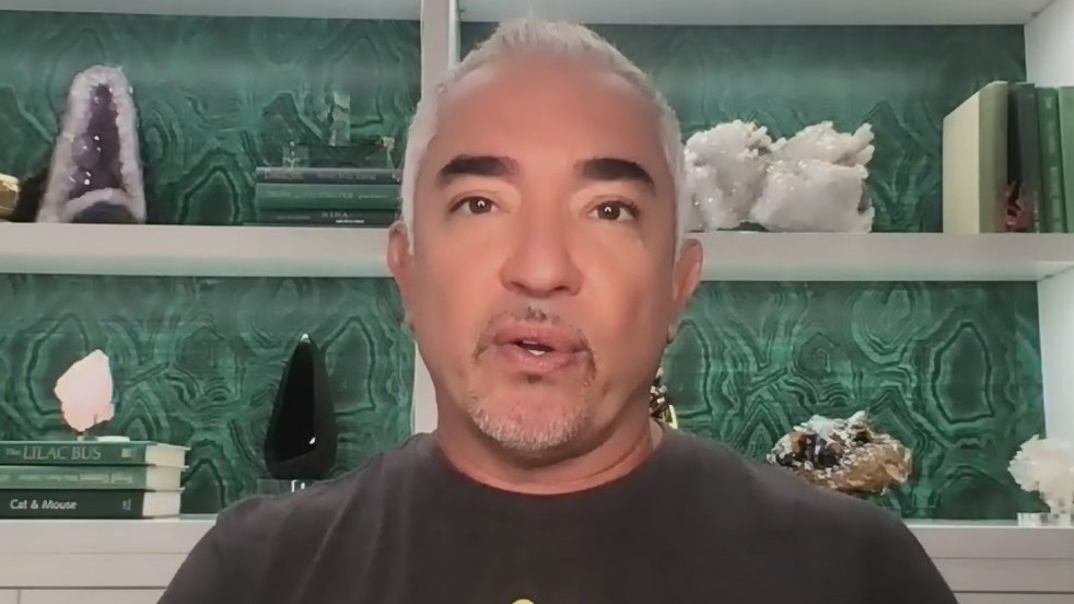 Tips for handling pet separation