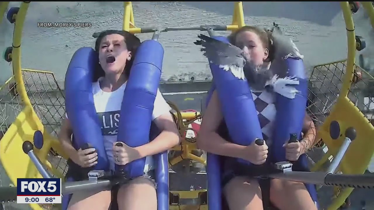 Girl hit by seagull on ride