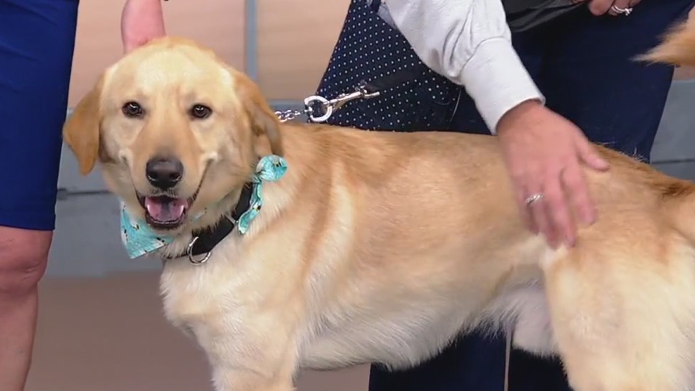 Meet Buddy James: Our Pet of the Day