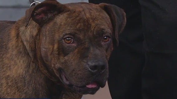 Meet Brutus: Our Pet of the Day