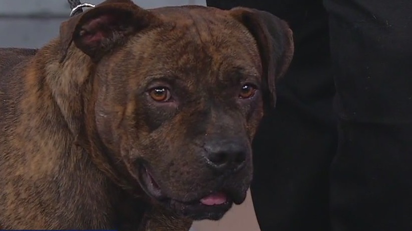 Meet Brutus: Our Pet of the Day