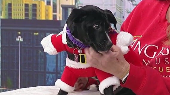 Meet Loyal Heart: Our Pet of the Day