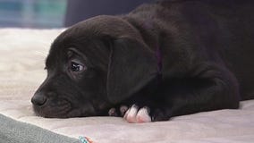 Meet Rolli, Lilac, and Chloe: Our Pets of the Day