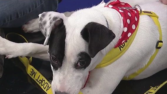 Meet Cindy Lou Who: Our Pet of the Day