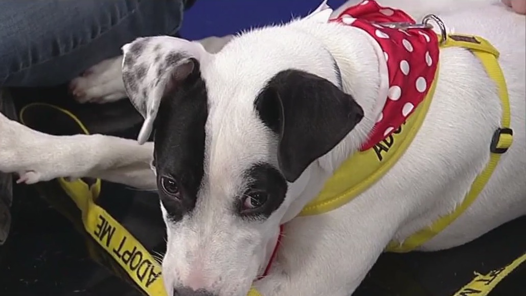 Meet Cindy Lou Who: Our Pet of the Day