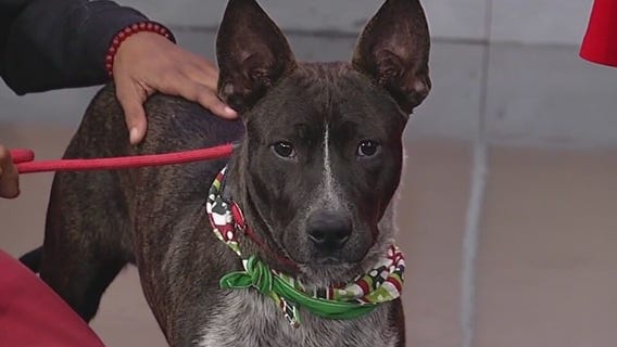 Meet Neotamias: Our Pet of the Day