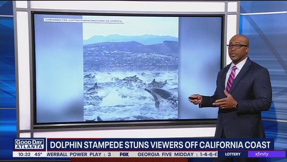 Dolphin stampede stuns viewers