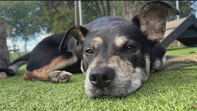 Meet Juan Gabriel: Our Pet of the Day