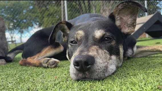 Meet Juan Gabriel: Our Pet of the Day
