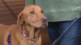 Meet Crema: Our Pet of the Day