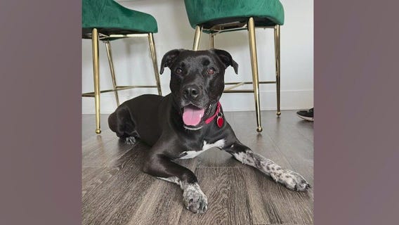 Meet Oreo and Felix: Our Pets of the Day