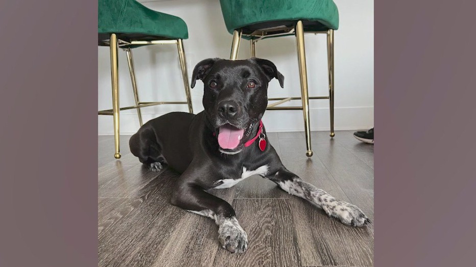 Meet Oreo and Felix: Our Pets of the Day