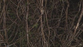 How ice on trees leads to power outages