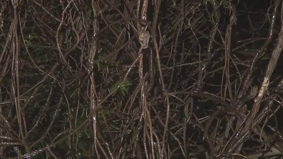 How ice on trees leads to power outages