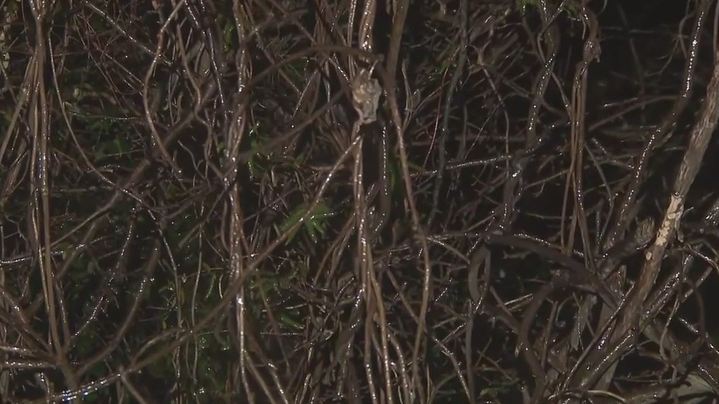 How ice on trees leads to power outages