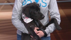 Meet Favored: Our Pet of the Day