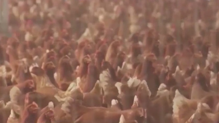 Bird flu detected in Georgia flock