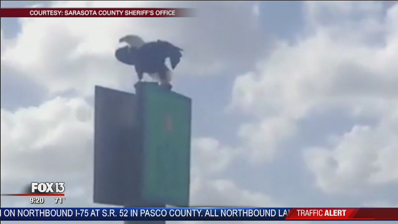 Eagle in Sarasota | FOX 13 Tampa Bay