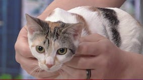 Meet Rose: Our Pet of the Day