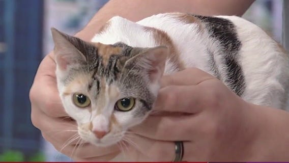 Meet Rose: Our Pet of the Day