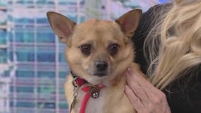 Meet Mathias: Our Pet of the Day