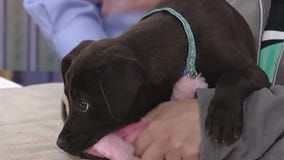 Meet Sasappis and Andy: Our Pets of the Day