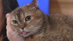 Meet Aiyla: Our Pet of the Day