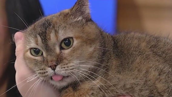 Meet Aiyla: Our Pet of the Day