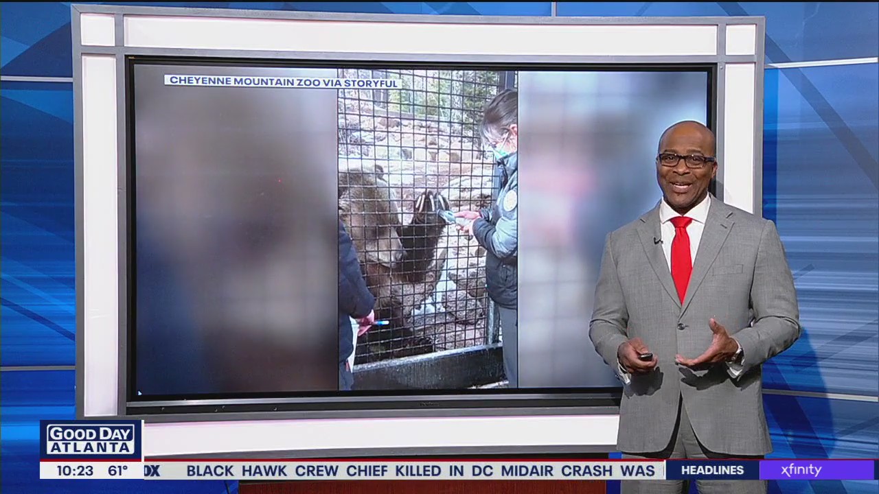 Bear gets manicured at Colorado Zoo