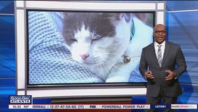 Cat named unofficial mayor of Florida town