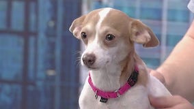 Meet Mia: Our Pet of the Day