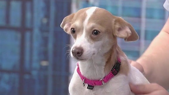 Meet Mia: Our Pet of the Day