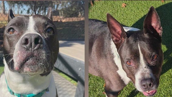 Meet Cricket: Our Pet of the Day