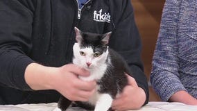 Meet Momo: Our Pet of the Day