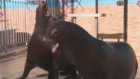 Sea lions at Atlanta Motor Speedway