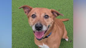 Meet Kendra: Our Pet of the Day